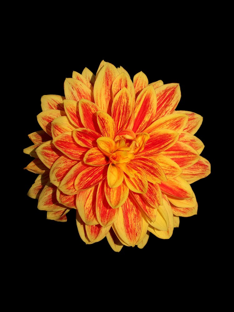 Dahlia 8