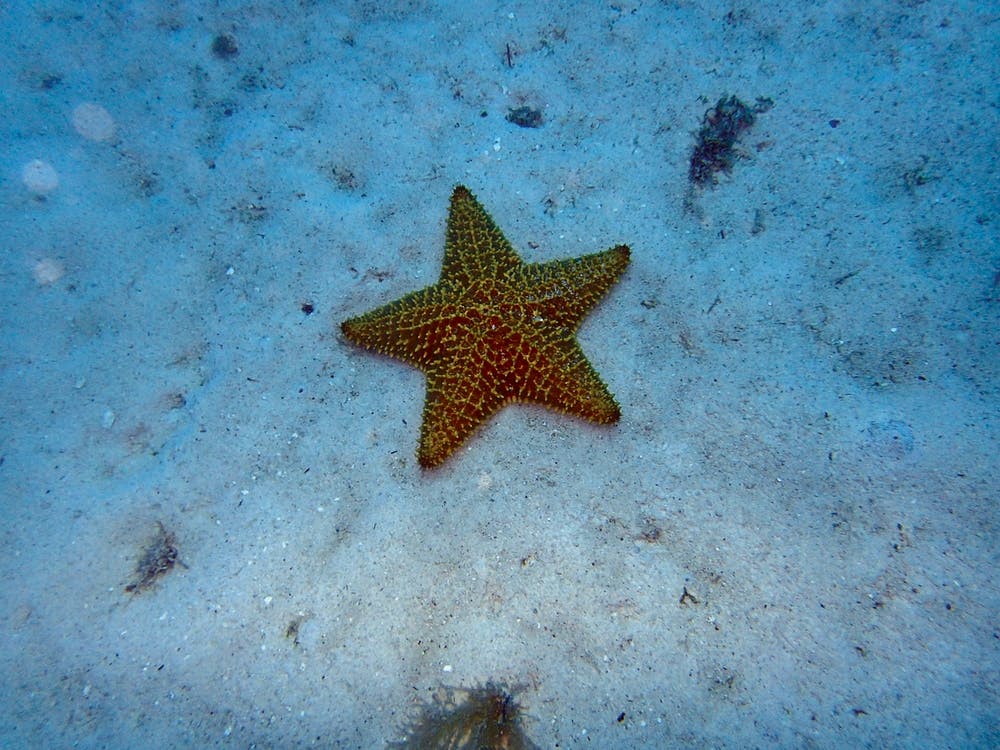 Starfish