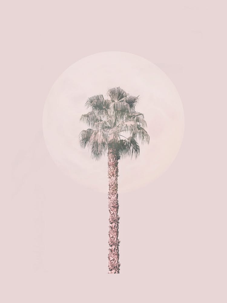 Pastel Pink Palm Tree