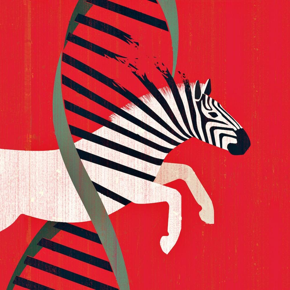 Zebra Hunting Square