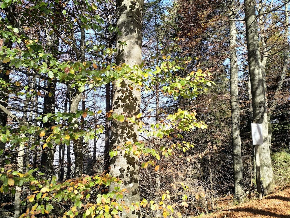 Autumn In The Woods Black Forest