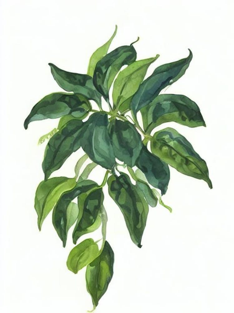 Jerusalem Cherry (Solanum Pseudocapsicum) Watercolor