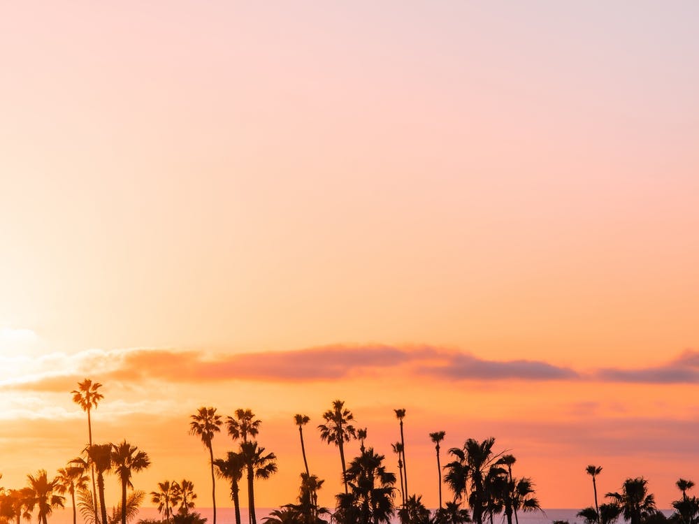 Palm Tree During Vibrant Sunset