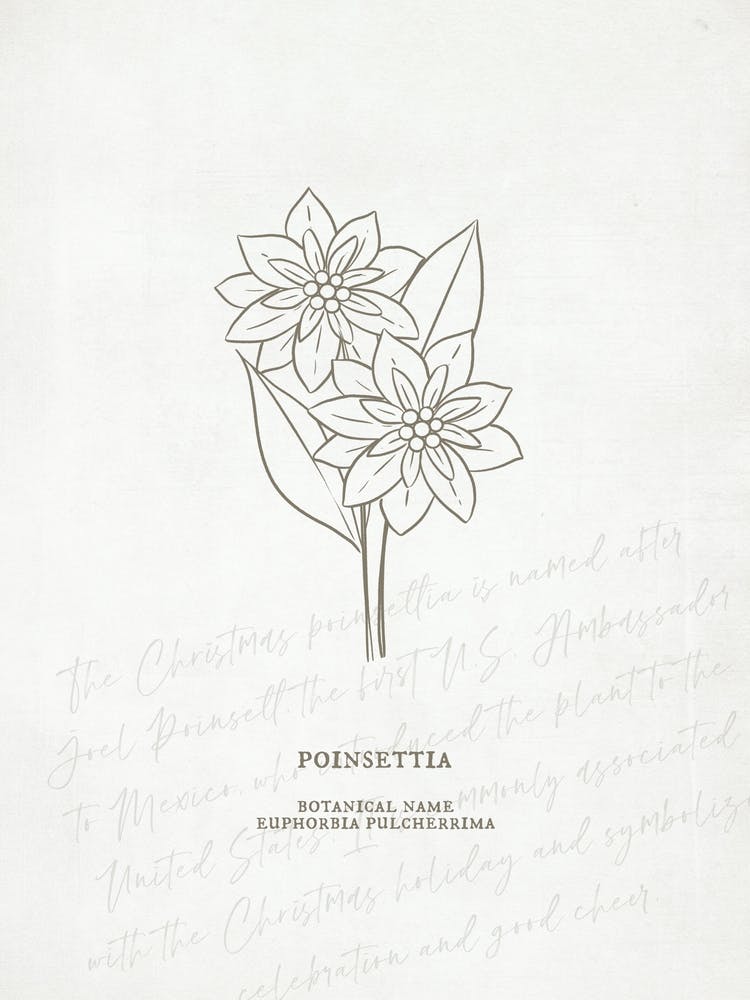 Poinsettia Birth Flower | Antique