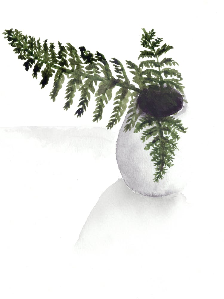 Ferns