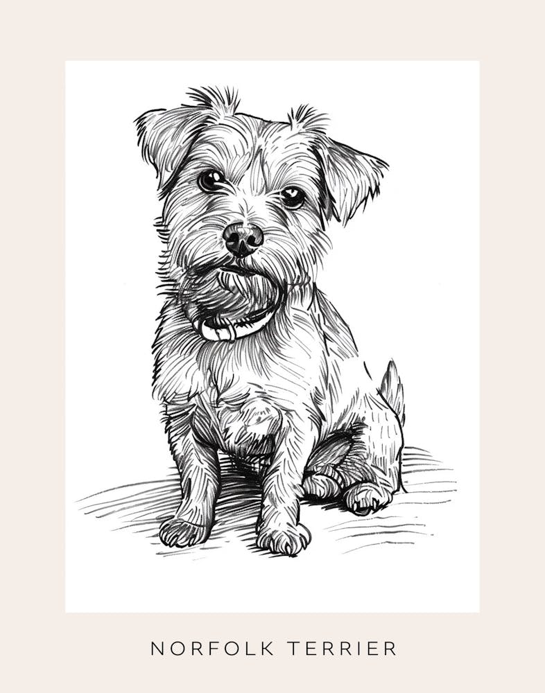 Norfolk Terrier Dog Line Sketch 2 Poster