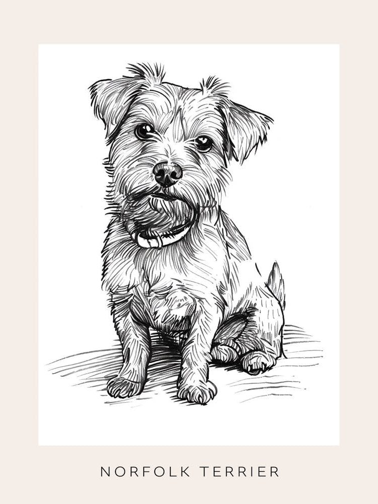Norfolk Terrier Dog Line Sketch 2 Poster