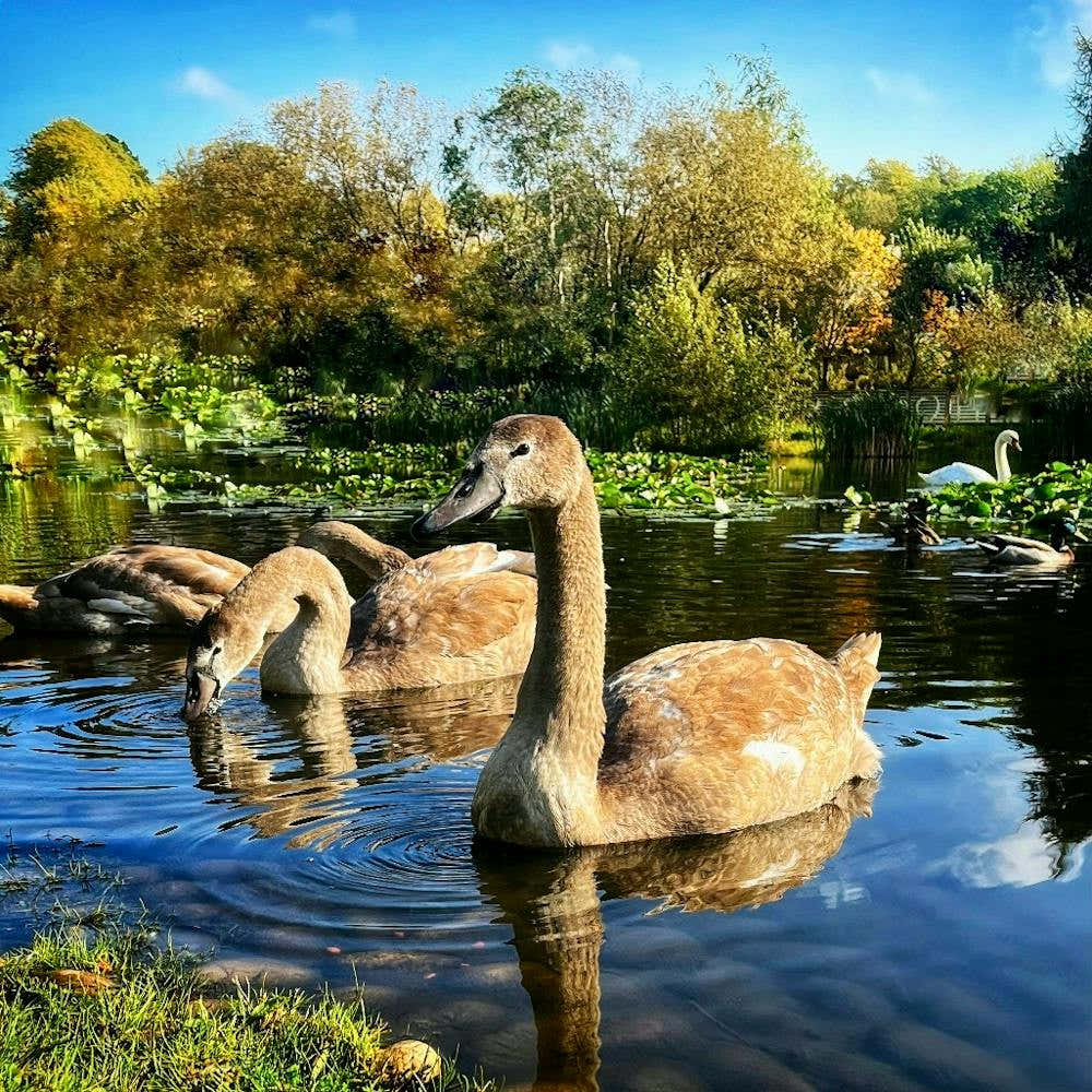 Swans In The Pond