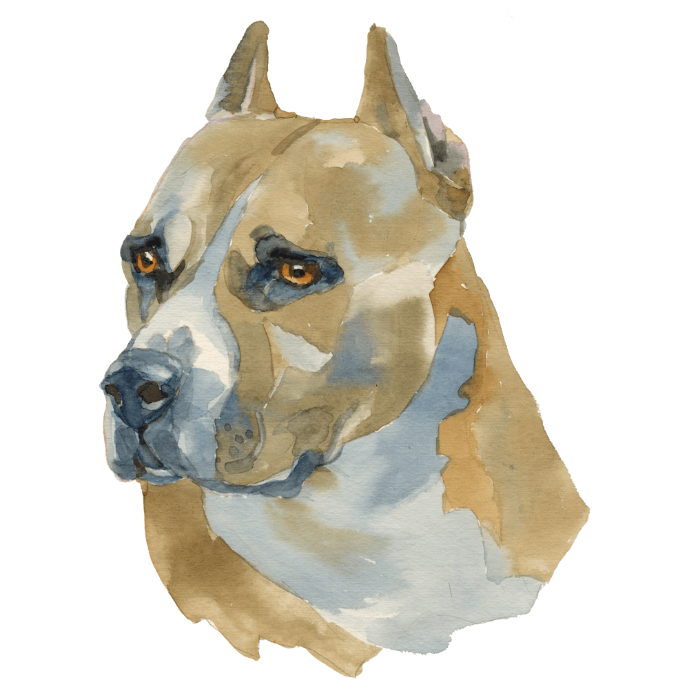 The American Staffordshire Terrier