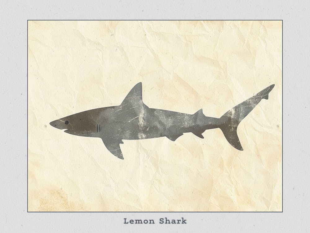 Lemon Shark Silhouette 1 Poster