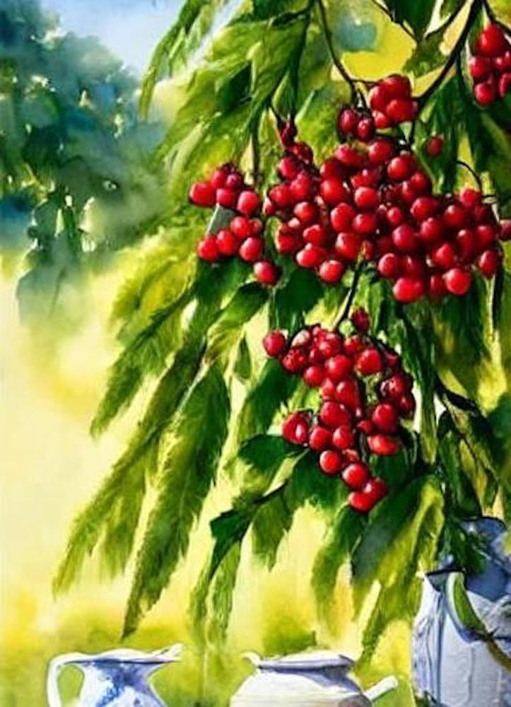 Surinam Cherry Italian Watercolour fruit