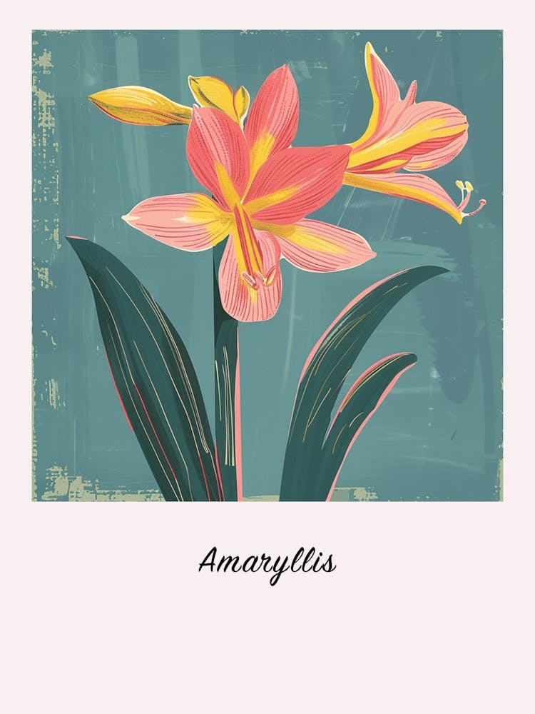 Amaryllis 1 Square Flower Illustration Poster