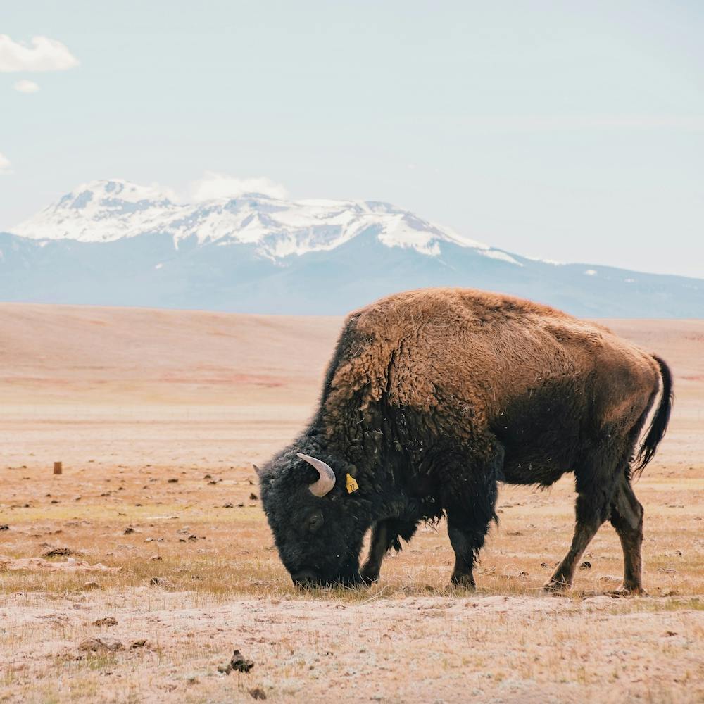 Bison Scenery
