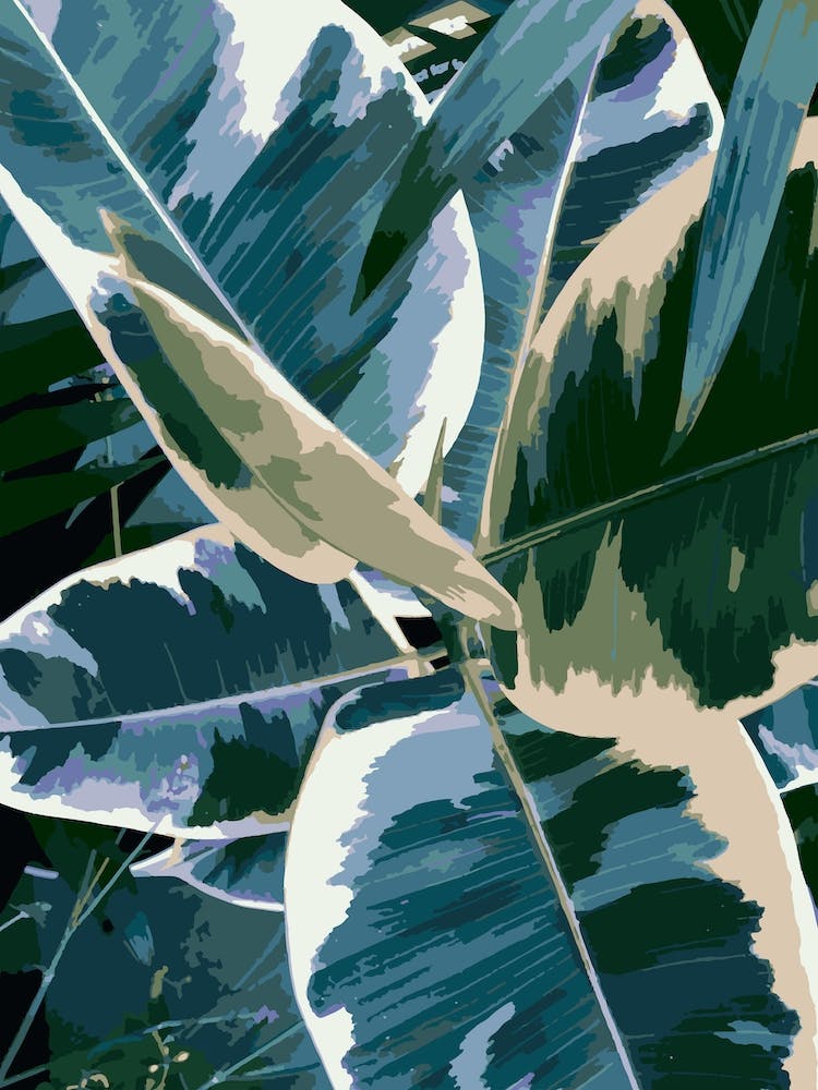 Ficus Elastica 1