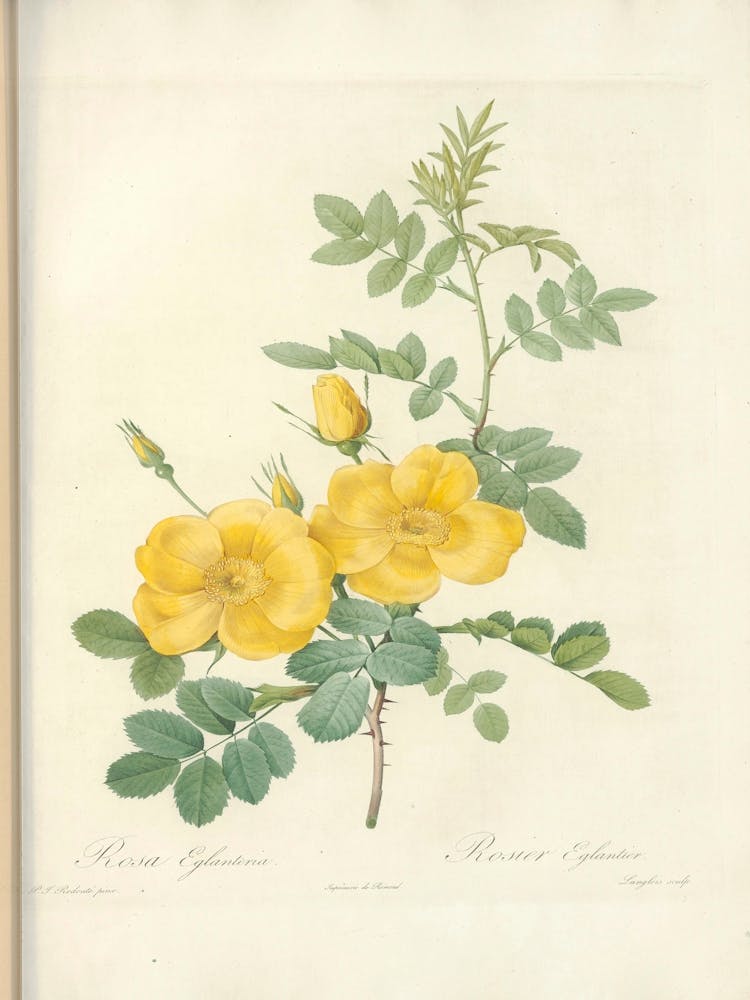 Rose Illustration, Pierre Joseph Redoute (8)