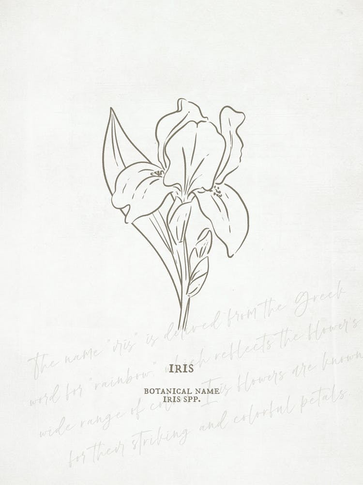 Iris Birth Flower | Antique