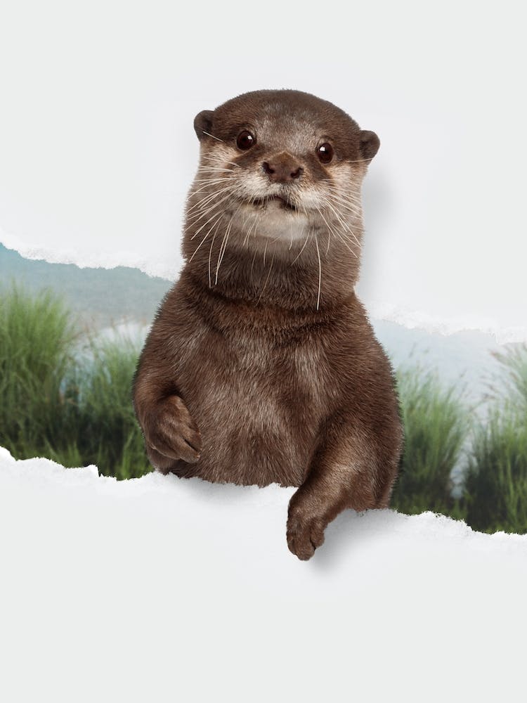 Otter Torn Paper