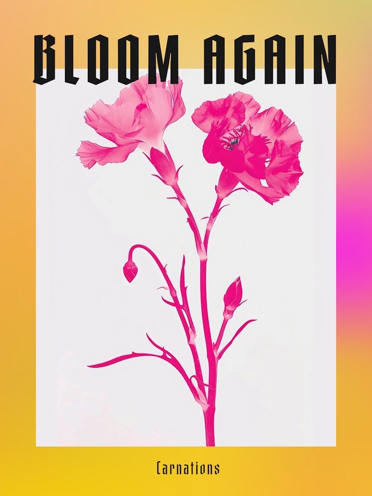 Hot Pink Carnations 2 Poster