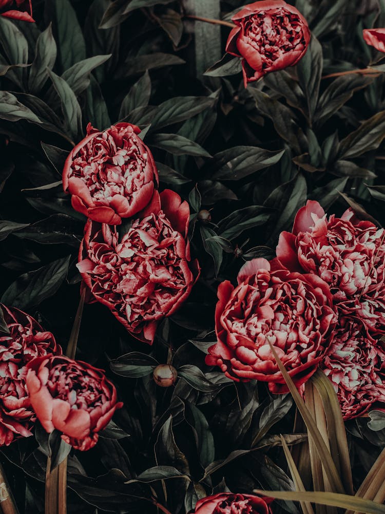 Peonies 16