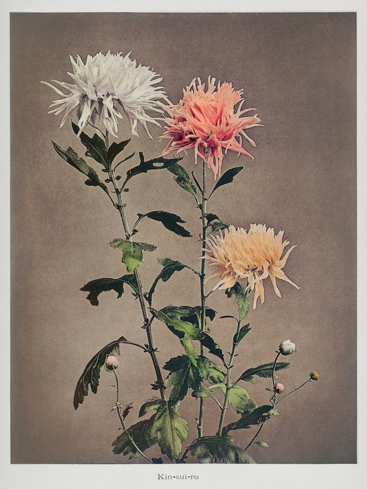 Kin–Sui–Ro, Hand Colored Collotype From Some Japanese Flowers (1896), Kazumasa Ogawa