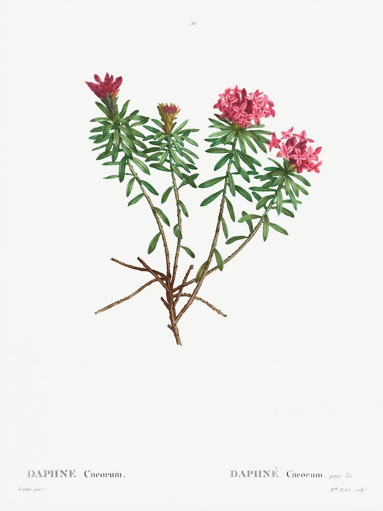 Garland Flower, Pierre Joseph Redoute