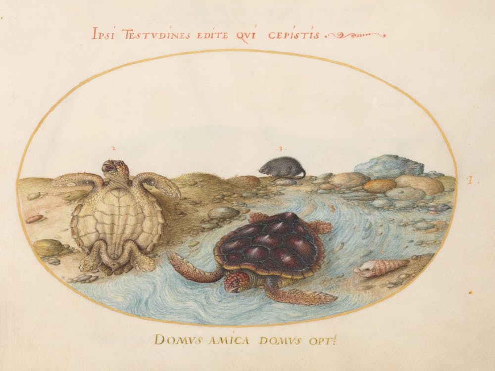 Animalia Aqvatilia Et Cochiliata (1575 1580), Joris Hoefnagel (3)