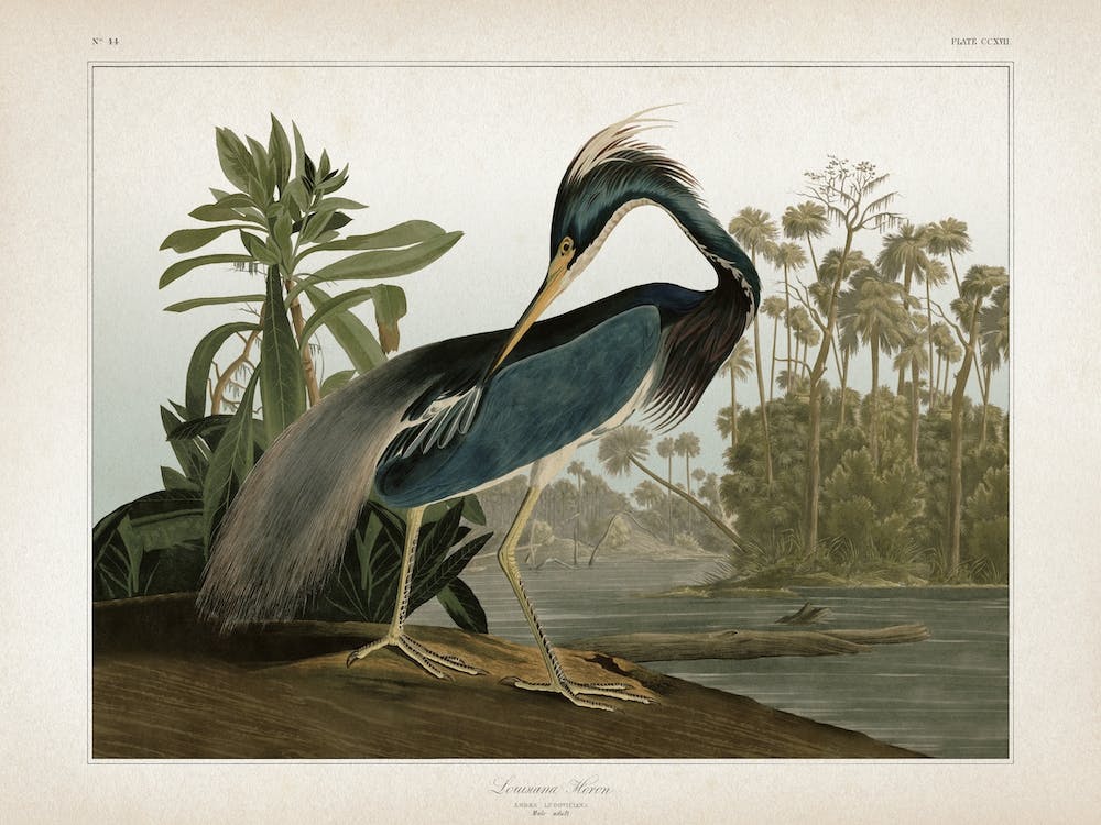 Vintage Audubon 2 Great Louisiana Heron