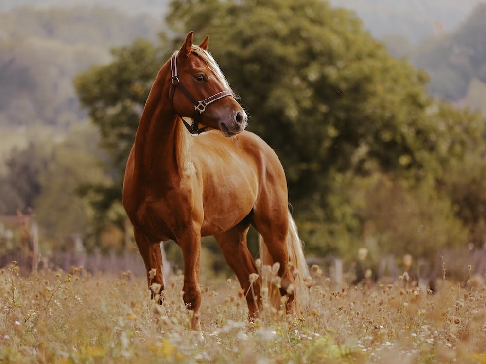 Horse In Meadow