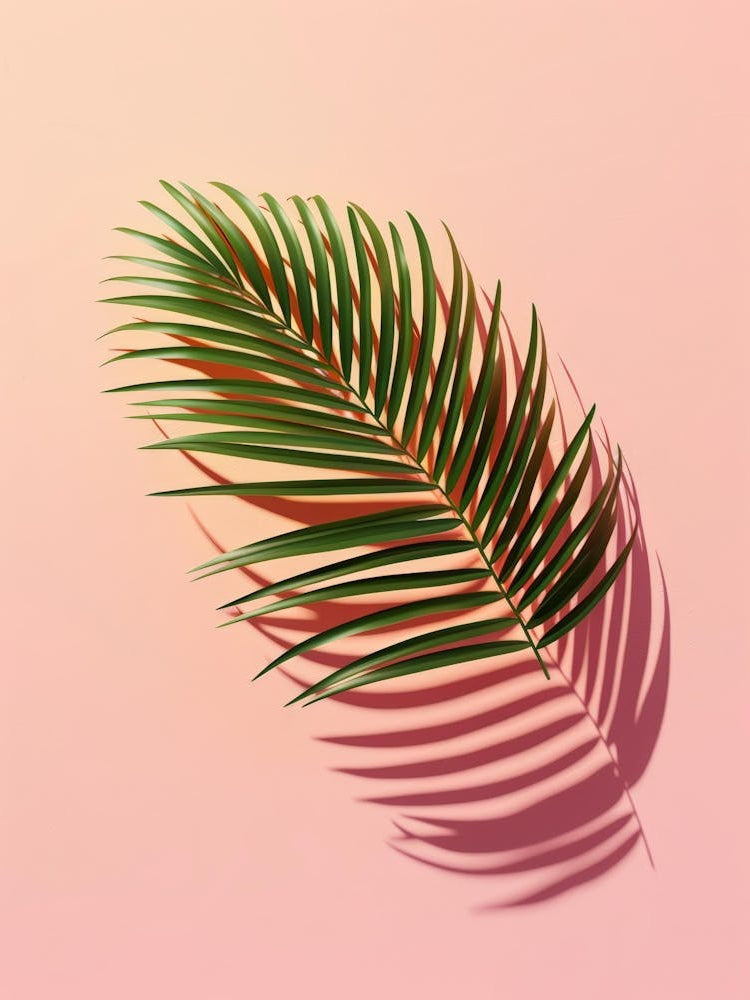Shadow Of Palm Leaf On Pink Background