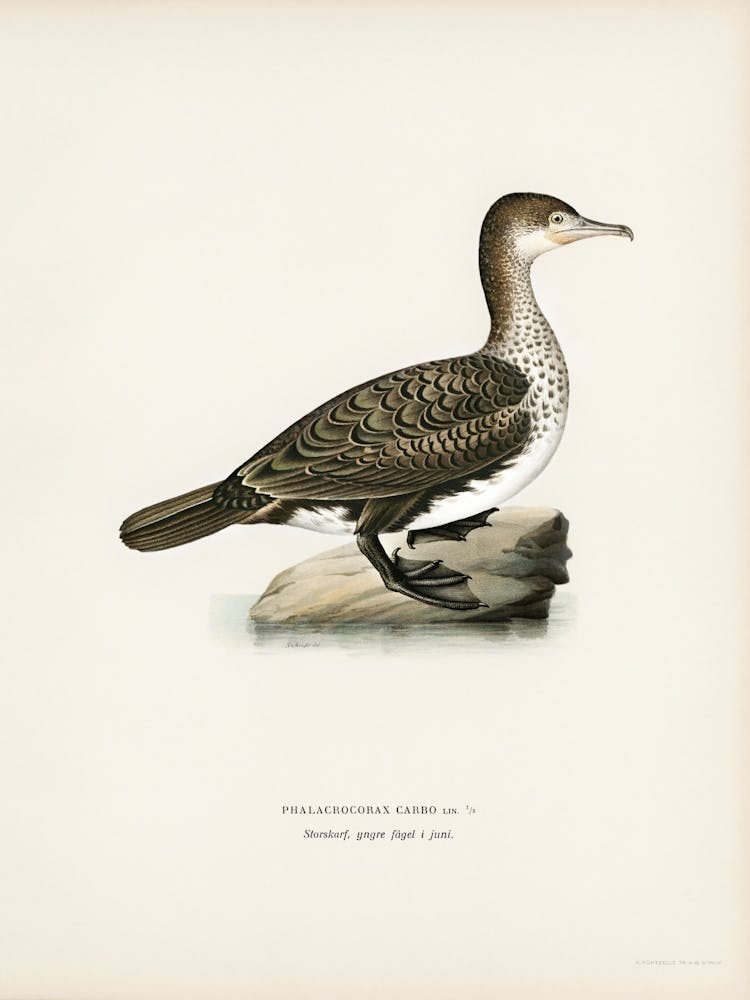 Great Cormorant, The Von Wright Brothers