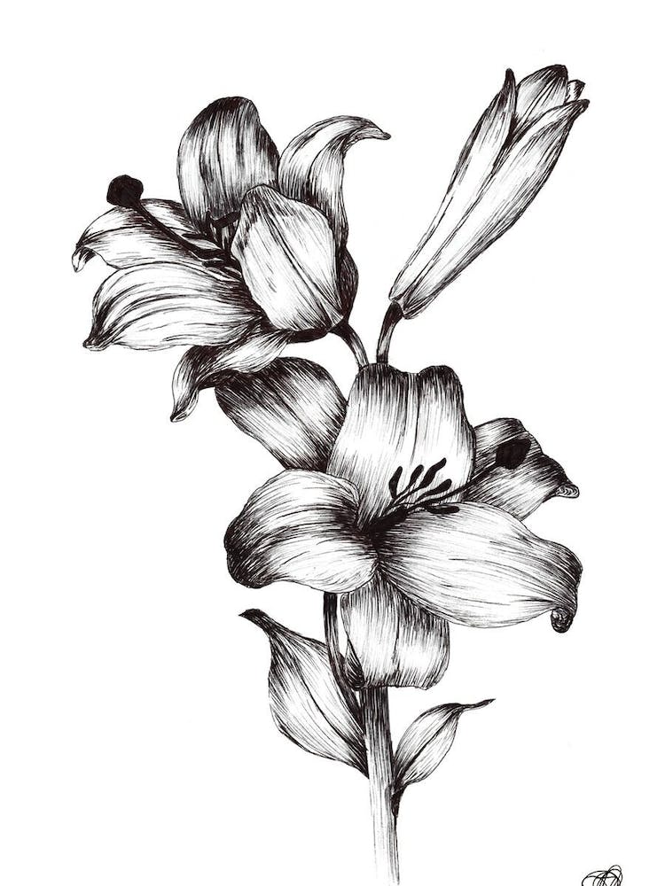 Black and White Flowers & Bud