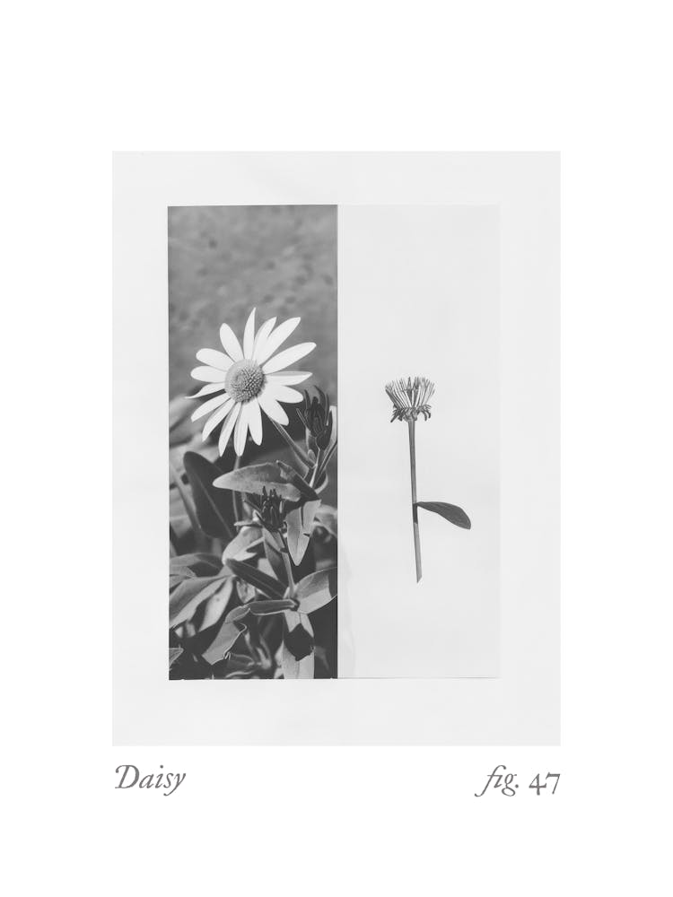 Daisy Botanical Collage 8