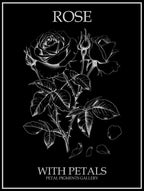 Rose With Petals Line Drawing 3 Poster Inverted