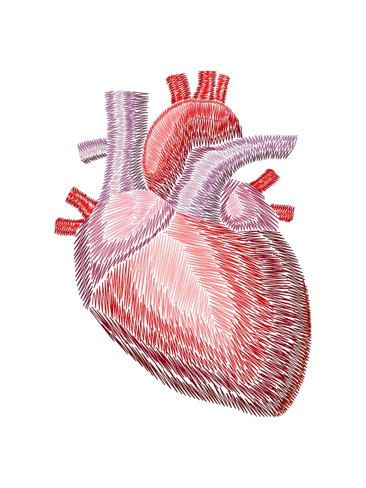 Human Heart