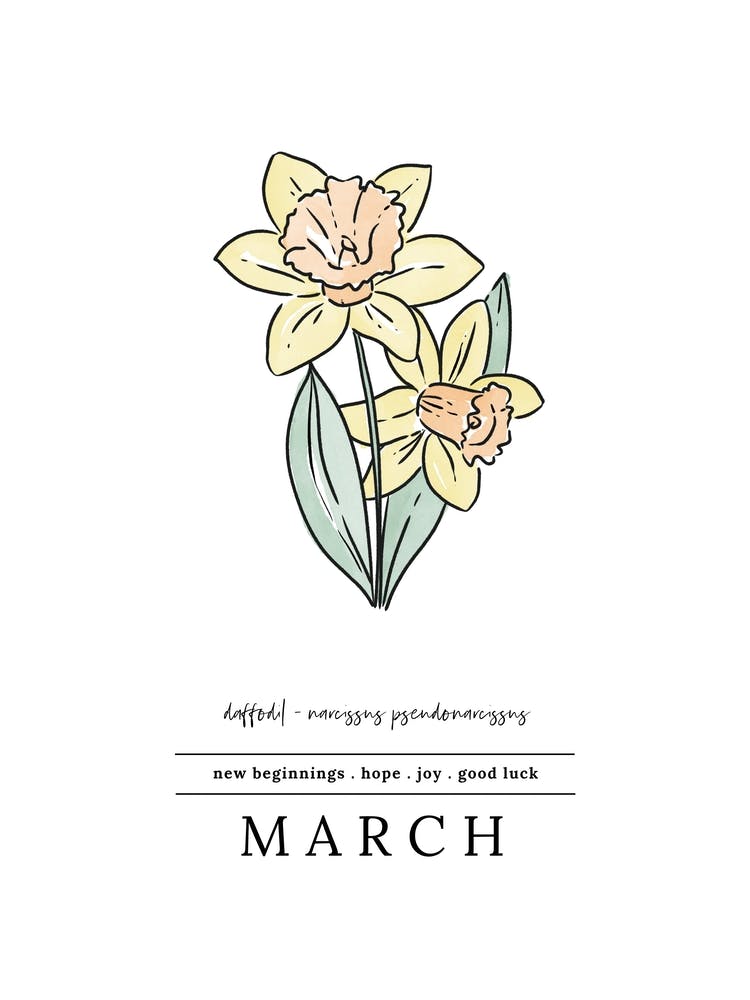 March Daffodil Birth Flower 2