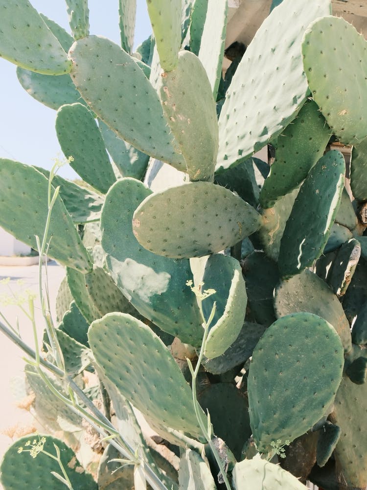 Cactus // Photographie de Nature et de Voyage Ibiza