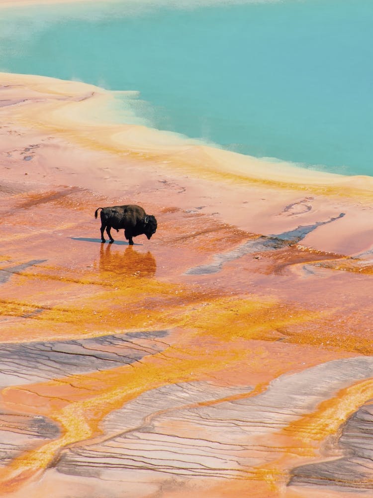 Bison In Yellowstone