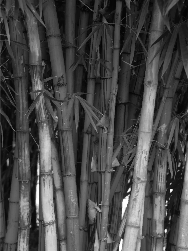 Bamboo Trees In Black And White