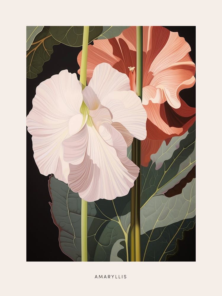 Flower Illustration Amaryllis 3 Poster