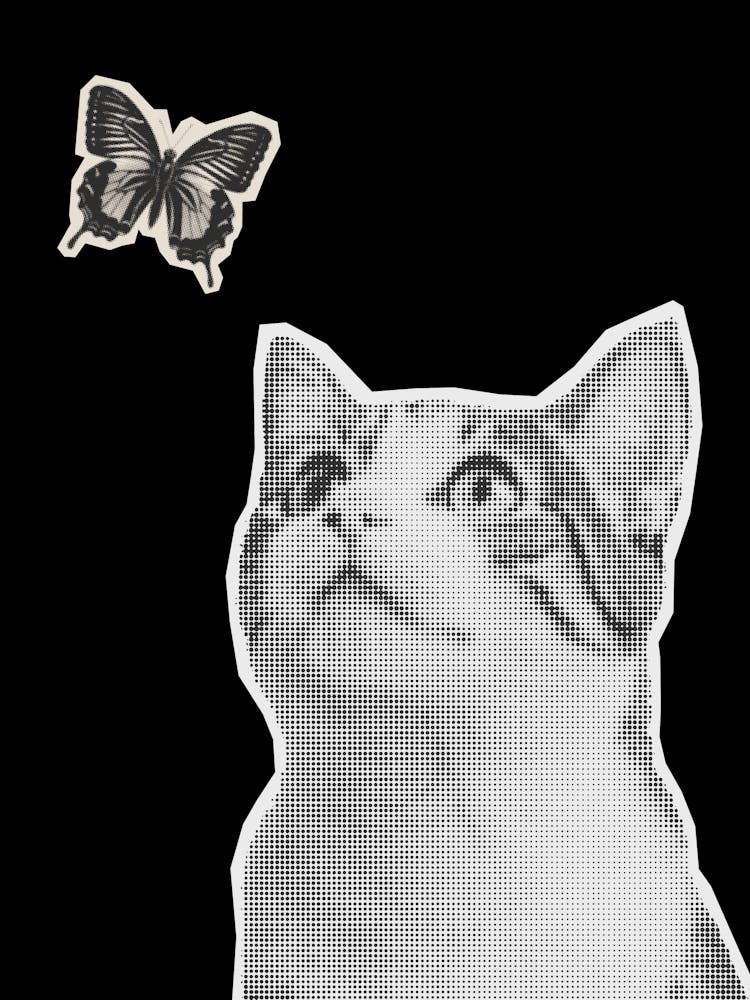 Butterfly And Cat