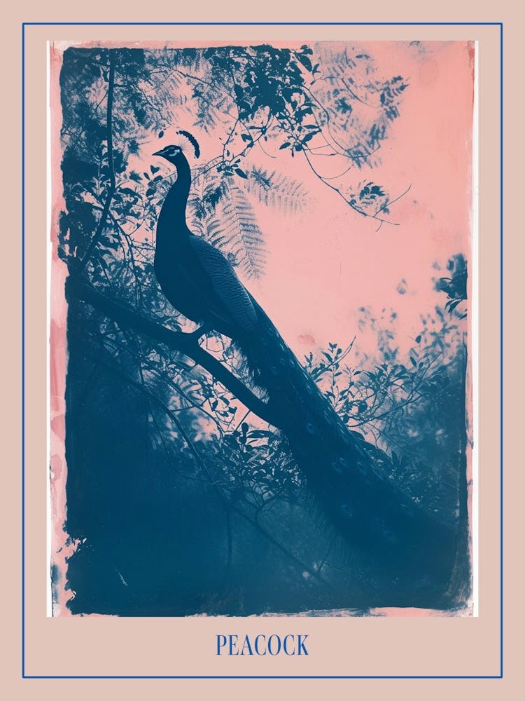 Pink & Blue Peacock Cyanotype Style 6 Poster