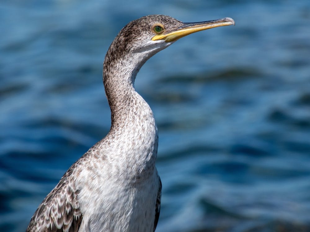 Cormorant