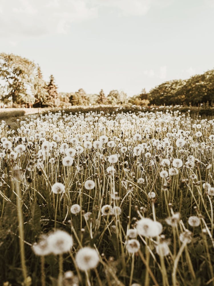 Dandelion Field