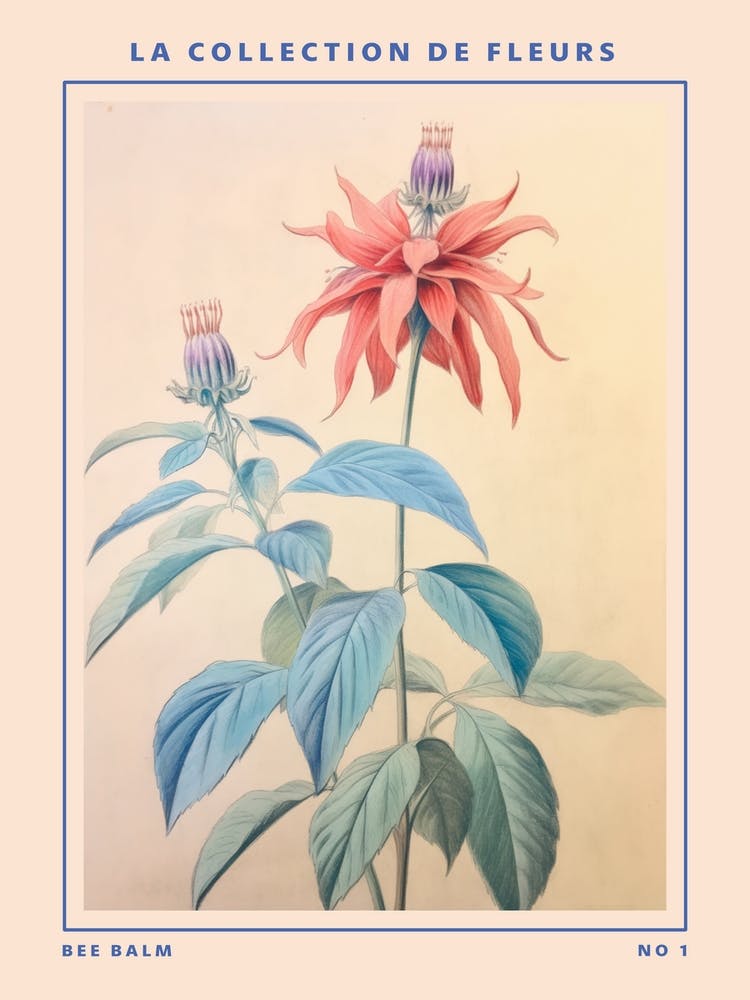 Bee Balm French Flower Botanical Poster