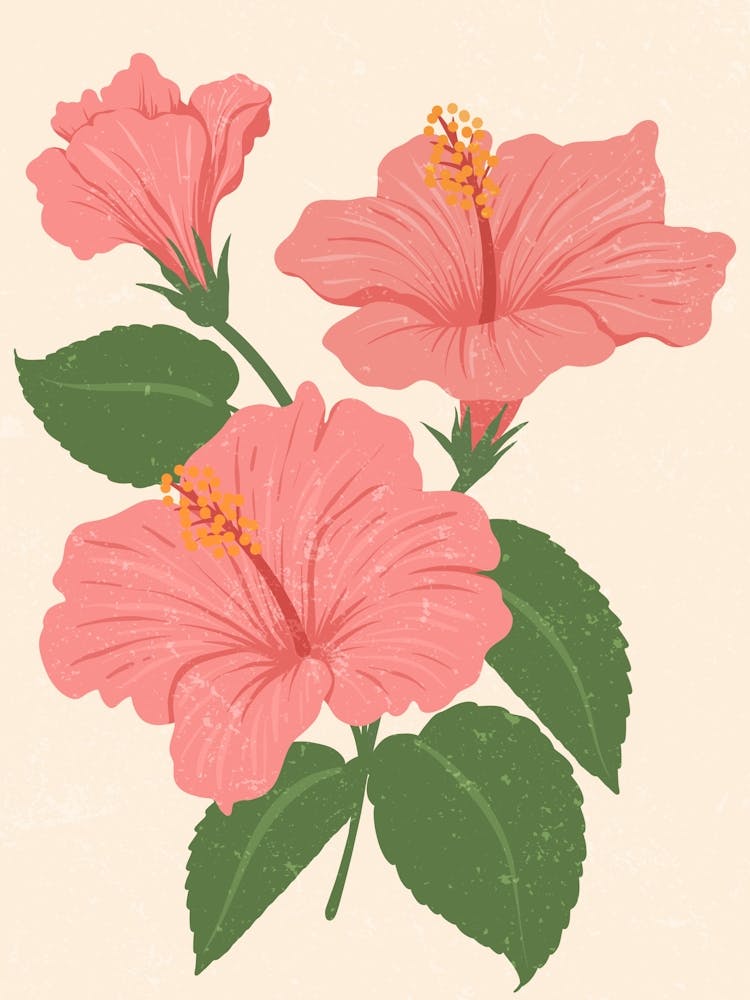 Hibiscus Flower 5