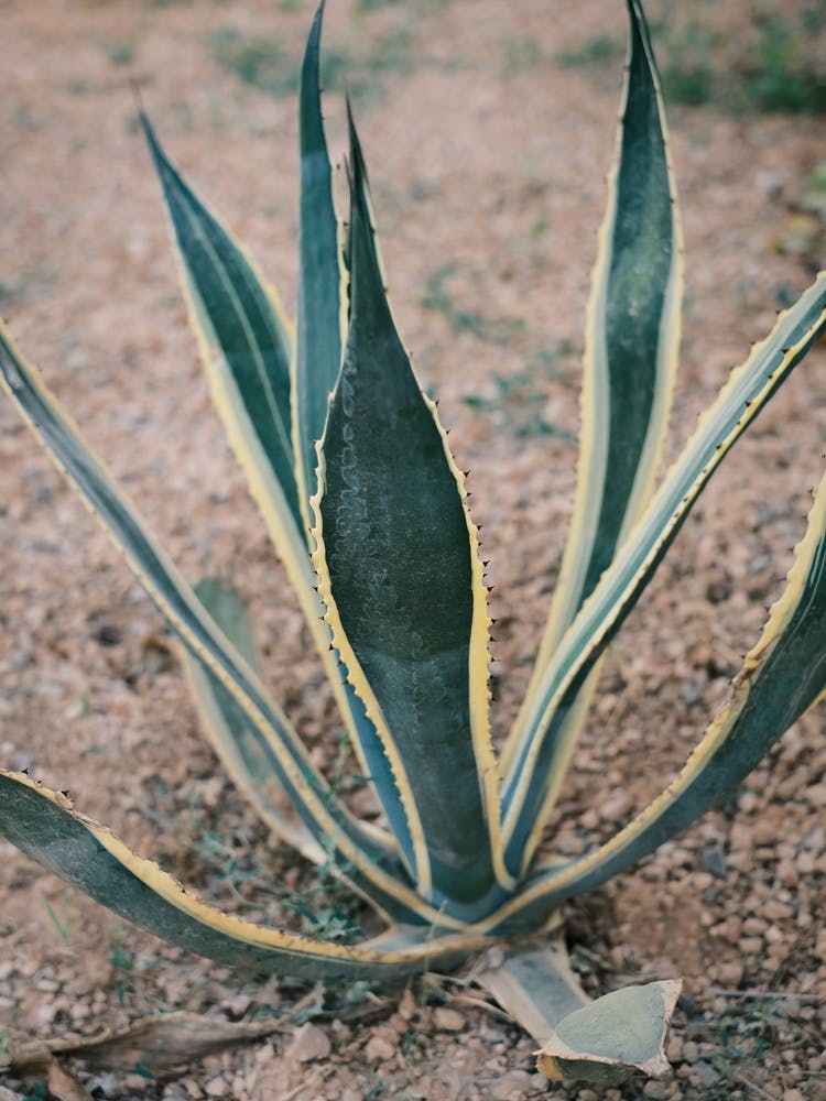 Agave in red ground // Ibiza Nature Photography