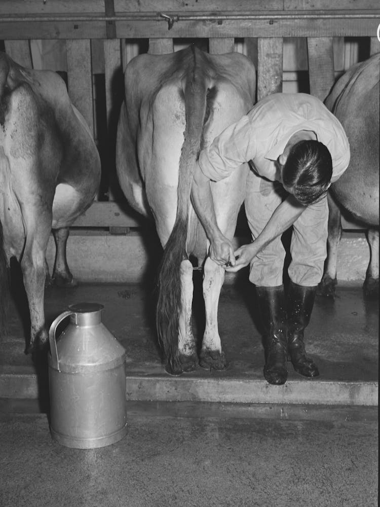 Strapping Legs Of Cow Before Milking, Mineral King Cooperative Farm,Tulare County, California By Russell Lee