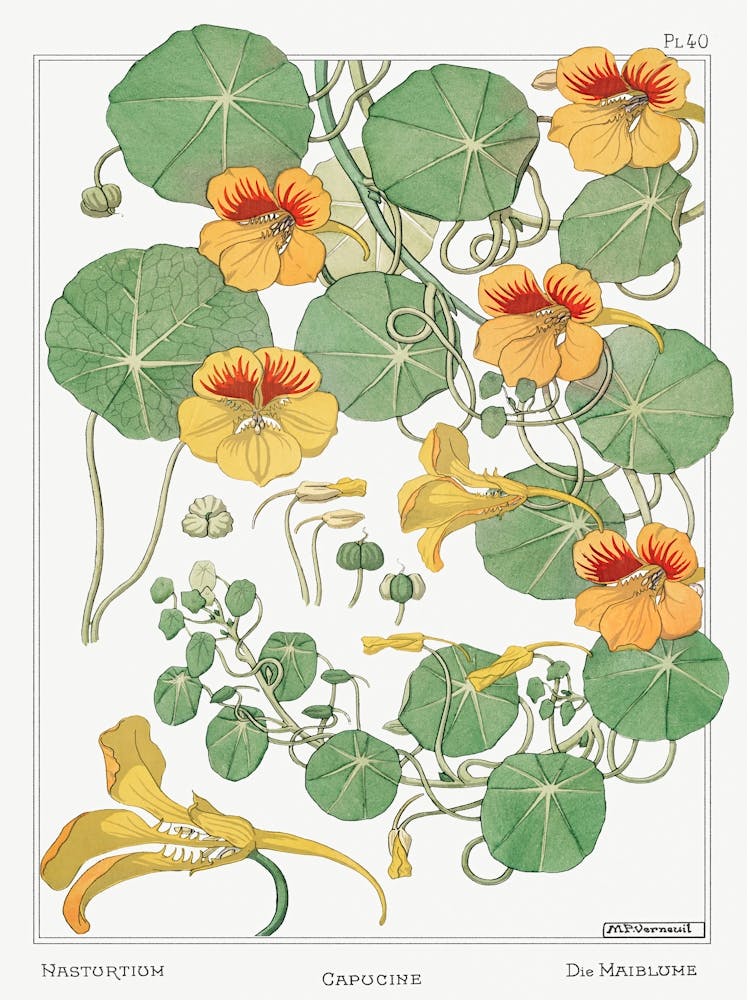 Nasturtium From The Plant And Its Ornamental Applications (1896), Maurice Pillard Verneuil
