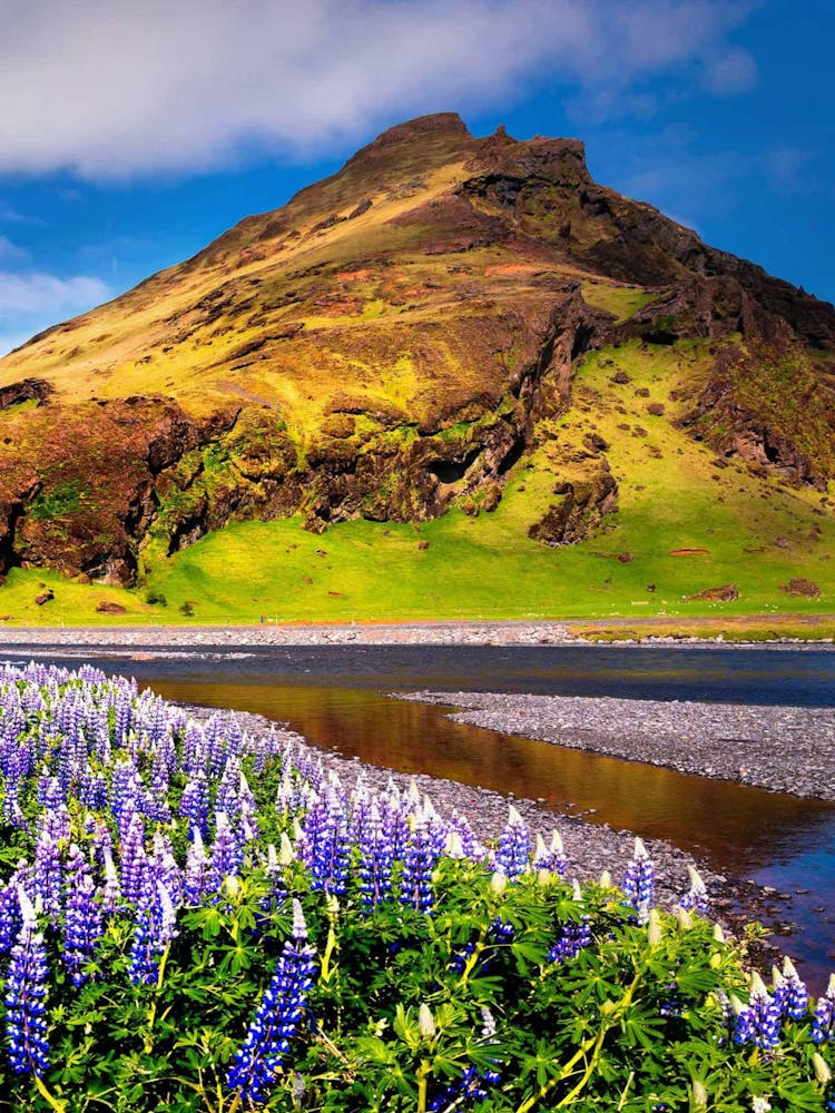 Lupines In Iceland