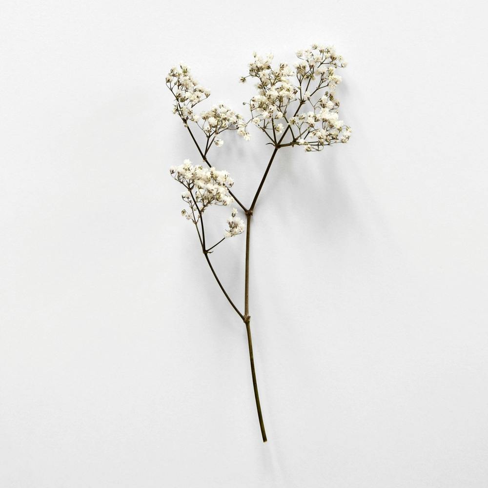 White Blossom Beauty Square